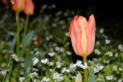 BESANCON: Une tulipe au gardin des sens