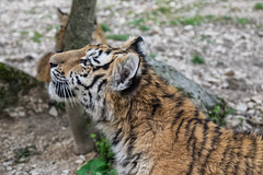 BESANCON: Citadelle: La famille Tigre de Sibérie (Panthera tigris altaica).013