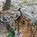 BESANCON: Citadelle: La famille Tigre de Sibérie (Panthera tigris altaica).013