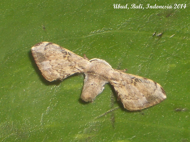 IBa034 Ocinara albicollis