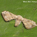 IBa034 Ocinara albicollis