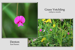 Grass Vetchling - Denton - Sussex - 15.6.2015