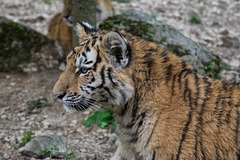 BESANCON: Citadelle: La famille Tigre de Sibérie (Panthera tigris altaica).014