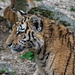BESANCON: Citadelle: La famille Tigre de Sibérie (Panthera tigris altaica).014