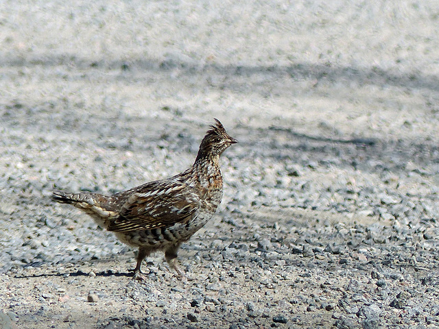 Day 6, Ruffed Grouse, Grandes-Bergeronnes, Quebec