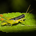 GrasshopperIMG_3010