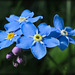 forget-me-nots