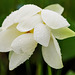 whiteflower-r