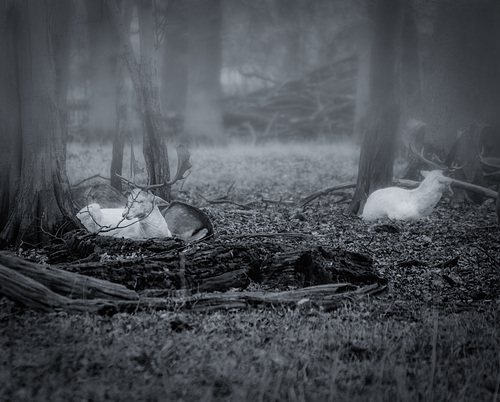 weiße Hirsche im Tiergarten