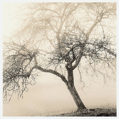 Apfelbaum im Nebel - Vintageprint