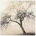 Apfelbaum im Nebel - Vintageprint