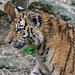 BESANCON: Citadelle: La famille Tigre de Sibérie (Panthera tigris altaica).015