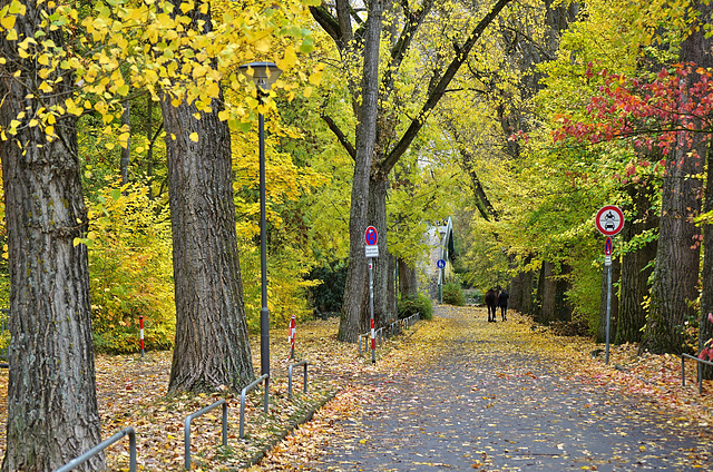 Herbstliche Schilderallee - Autumn avenue with traffic signs - HFF