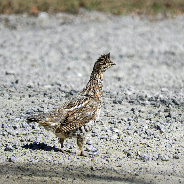 Day 6, Ruffed Grouse, Grandes-Bergeronnes