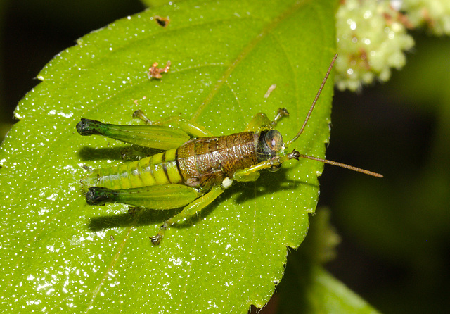 GrasshopperIMG_3029