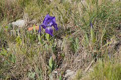 Iris chamaeiris, Zwerg-Iris - 2016-03-13--D4_DSC5222