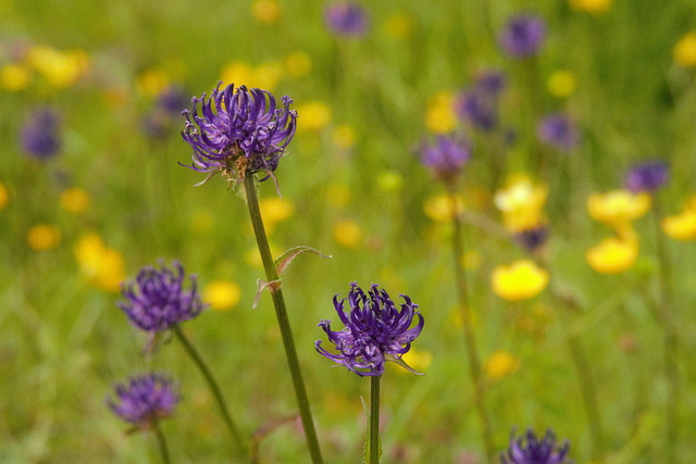 Raiponces orbiculaires (Phyteuma orbiculare) et trolles (Trollius sp), Renonculacées (Haute-Savoie, France)