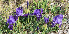 Iris chamaeiris, Zwerg-Iris - 2016-03-13--D4_DSC5223