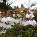 129 Regenschwere Wildkirchenblüten