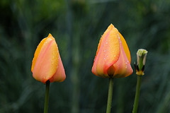 BESANCON: Deux  tulipes au gardin des sens
