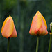 BESANCON: Deux  tulipes au gardin des sens