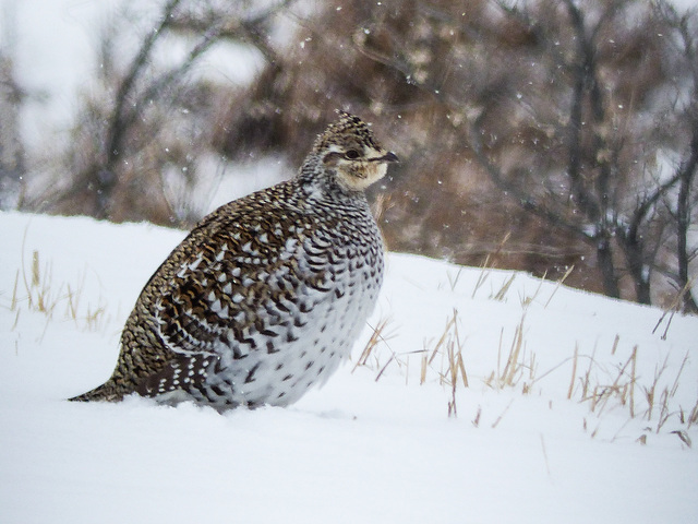 Sharp-tailed Grouse