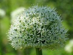 Close up of Allium with the new camera