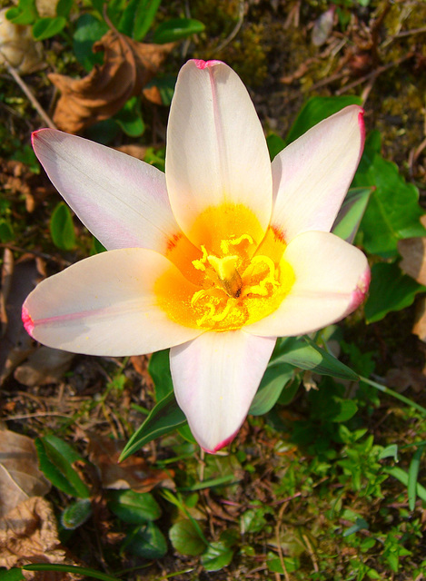 Blüte einer Botanischen Tulpe