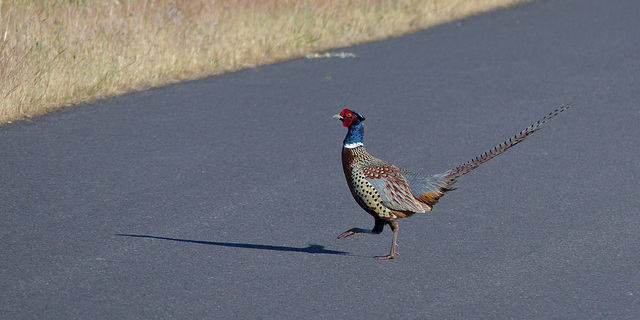 Pheasant crossing the road