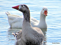 Two Geese.