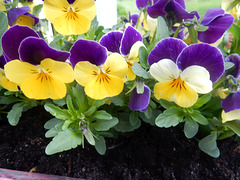 130 Viola cornuta - die kleine  Cousine des Stiefmütterchens