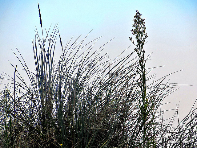 Raglan Grasses