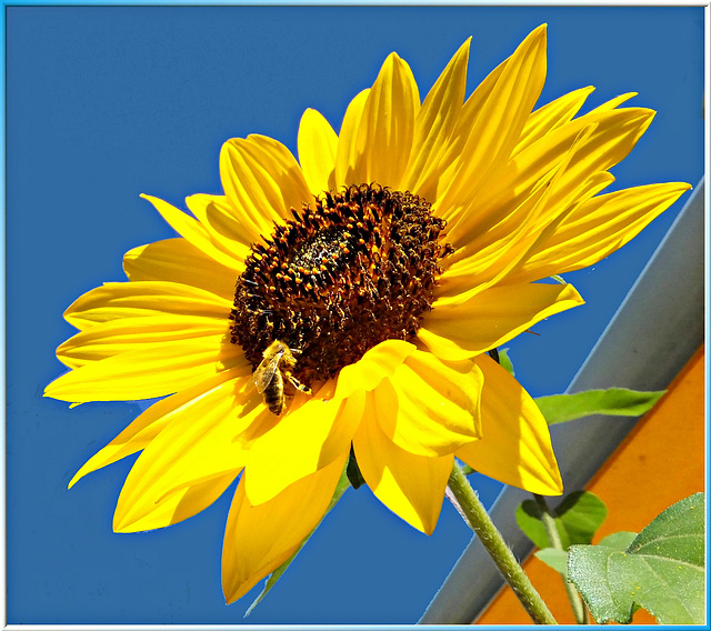 Sunflower nectar is offered... ©UdoSm