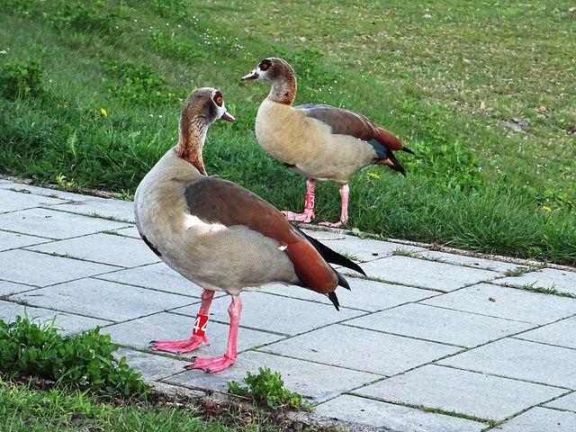 Egyptian geese couple  (44 & 63) in the Netherlands