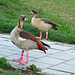 Egyptian geese couple  (44 & 63) in the Netherlands