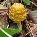 A yellow mushroom