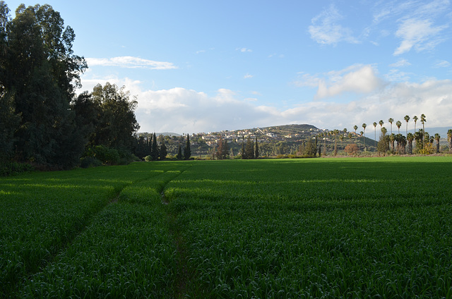 Galilee, Greens in January
