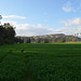 Galilee, Greens in January