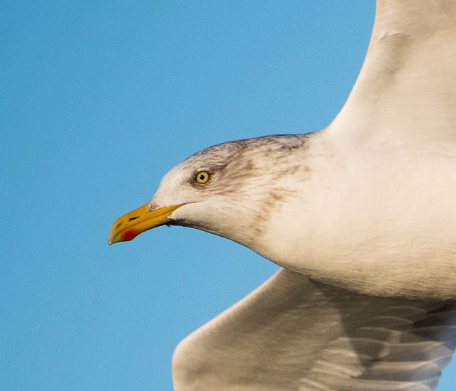Gull in flight close up