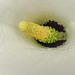 20200628 9258CPw [D~LIP] Gefleckte Calla (Zantedeschia albomaculata), Bad Salzuflen