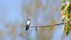 Tree swallow guarding the nest