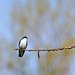 Tree swallow guarding the nest