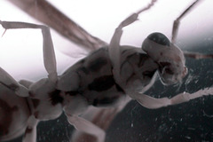 Paper Wasp, infrared macro