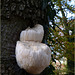 Lion's mane Mushroom ~ Pruikzwam (Hericium erinaceus)... + 2x PiP!