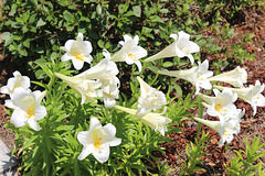 In the Garden...   (Easter Lilies)