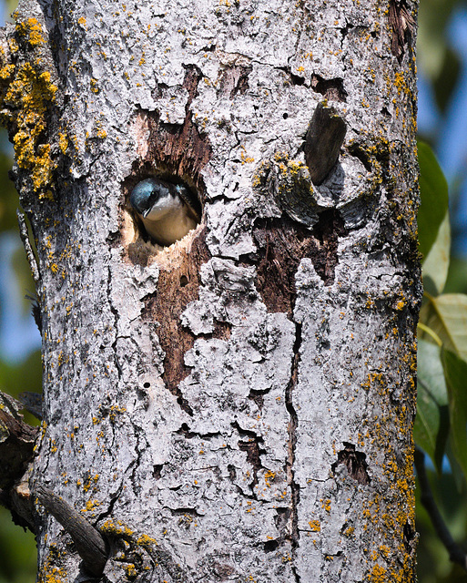 Tree swallow in the nest