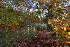 Autumnal Fence