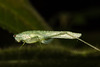 GrasshopperIMG_3023