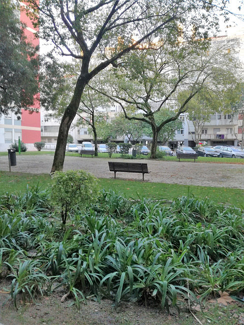 A small garden between Benfica's blocks - XII