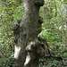 Warzenbaum